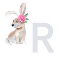 Letter R, rabbit, cute kids animal ABC alphabet. Watercolor illustration isolated on white background. Can be used for