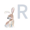 Letter R, rabbit, cute kids animal ABC alphabet. Watercolor illustration isolated on white background. Can be used for