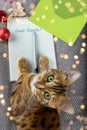 Letter For Santa Claus, Pen, Envelope And Domestic Cat