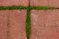 Letter T Formed by moss growing between bricks Royalty Free Stock Photo
