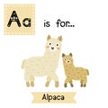 A letter tracing. Mom and child Alpaca.