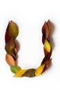 Letter U of colorful autumn leaves. Character U mades of fall foliage. Autumnal design font concept. Seasonal decorative beautiful