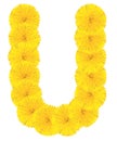 Letter U made from dandelions Royalty Free Stock Photo