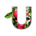 Letter U made of fresh fruit