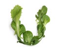Letter U made from green chili pepper and salad alphabetic ABC letters