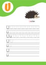 Letter U with a picture of urchin and seven lines of letter U writing practice. Handwriting practice and alphabet learning