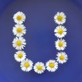 Letter U from white flowers, daisies, bellis perennis, close-up, on blue background