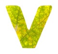 Letter V carved from the autumn leaves