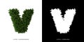 Letter v lowercase of leaves. Alphabet plants.