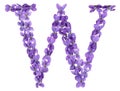 Letter W from alphabet, from flowers of violet, isolated on white background