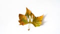 letter w stamped on green and yelllow autumn leaf, on  background Royalty Free Stock Photo