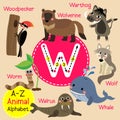 Letter W tracing. Walrus. Warthog. Whale. Wolf. Wolverine. Worm. Woodpecker Royalty Free Stock Photo