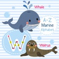 Letter W tracing. Whale. Walrus. Marine alphabet Royalty Free Stock Photo