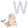 Letter W, walrus, cute kids animal ABC alphabet. Watercolor illustration isolated on white background. Can be used for