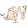 Letter W, walrus, wisteria, cute kids animal and floral ABC alphabet. Watercolor illustration isolated on white