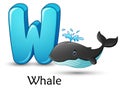 Letter W is for Whale cartoon alphabet Royalty Free Stock Photo