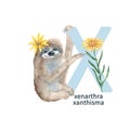 Letter X, xenarthra, xanthisma, cute kids animal and flower ABC alphabet. Watercolor illustration isolated on white Royalty Free Stock Photo