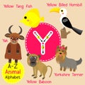 Letter Y tracing. Yak. Yorkshire Terrier. Yellow Baboon. Yellow Billed Hornbill. Yellow Tang Fish