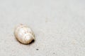 Lettered Olive Shell in Sand Royalty Free Stock Photo