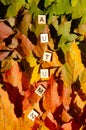 Lettering Autumn multicolored maple leaves background with copy space. Selective focus on Inscription Autumn. Texture of red,