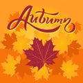 Lettering composition Autumn and Fall Maple Leaves