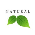 Lettering nature and green leaves reflect ecology emblem vector