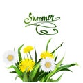 Lettering summer Chamomile herb, dandelion,