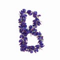 Letters of flowers, a bright alphabet of purple petals. Letter B