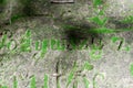 Letters on the tomb of 19th century overgrown with moss. Forgotten place. Royalty Free Stock Photo