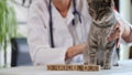 Letters veterinary on wooden cubes and vet doctor holds cat sitting on table in veterinary clinic. Royalty Free Stock Photo