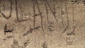 Letters and words engraved on tree bark, thin lines style. Royalty Free Stock Photo