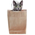 Letting the cat out of the bag Royalty Free Stock Photo