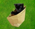 Letting the cat out of the bag Royalty Free Stock Photo