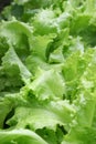 Lettuce 1