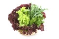 Lettuce Royalty Free Stock Photo