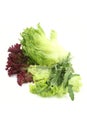 Lettuce Royalty Free Stock Photo