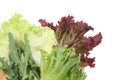 Lettuce Royalty Free Stock Photo