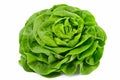 Lettuce Royalty Free Stock Photo