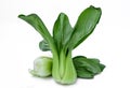 Lettuce Royalty Free Stock Photo