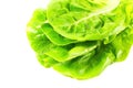 Lettuce