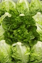 Lettuce Royalty Free Stock Photo