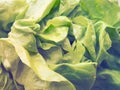 Lettuce. An annual herb of the genus Lettuce of the Asteraceae family. Delicious fortified leaves. Green salad Royalty Free Stock Photo