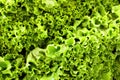 Lettuce Background Royalty Free Stock Photo