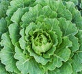 Lettuce background Royalty Free Stock Photo