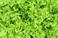 Lettuce background Royalty Free Stock Photo