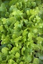 Lettuce background