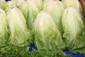 Lettuce background isolate Royalty Free Stock Photo