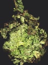 Lettuce background isolate