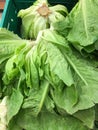 Lettuce background isolate Royalty Free Stock Photo