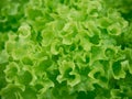 Lettuce background Royalty Free Stock Photo